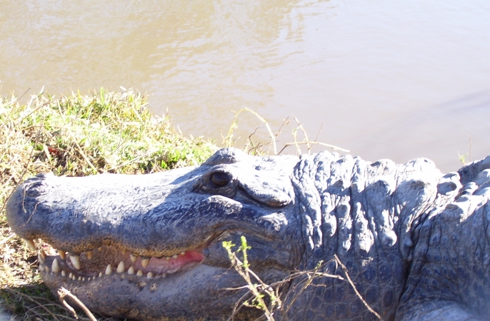 An alligator in Orange, TX