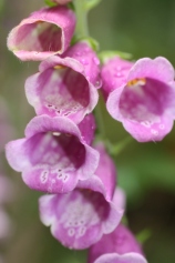 Foxglove, digital photography, prices starting at $25.00