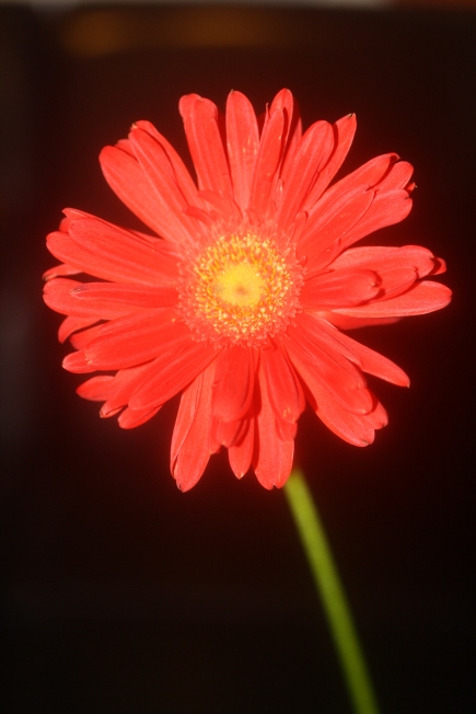 Daisy, digital photography, prices starting at $25.00
