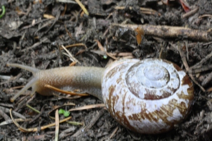 Garden snail, WA