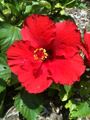Red Hibiscus, digital photography, prices starting at $25.00