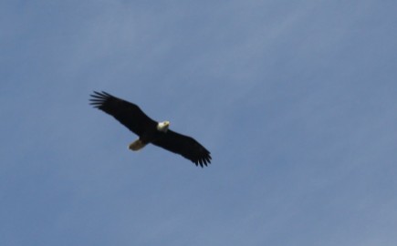 Bald eagle, Lopez Island, WA