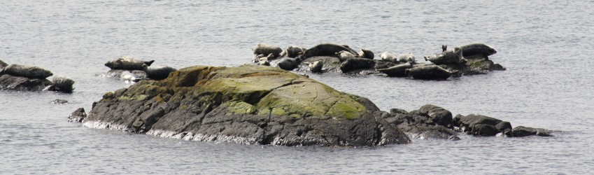 Harbor seals near Shark Reef Sanctuary, Lopez Island, WA