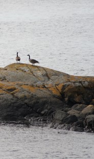 Canada geese, Lopez Island, WA