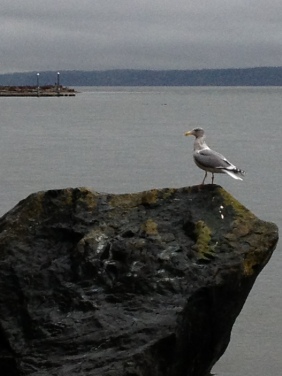 Seagull, Whidbey Island, WA