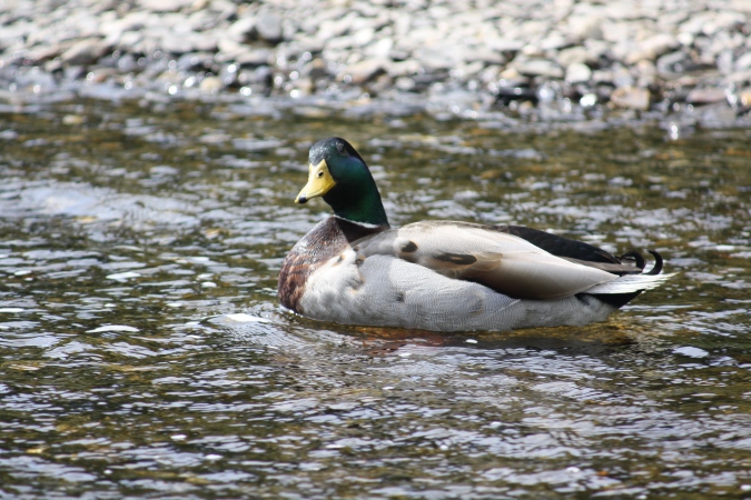 A duck in Upper Lake, Glendalough Valley, Wicklow Mountains National Park, Ireland