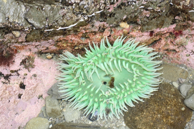 A sea anemone in a small tide pool under the Hole in the Wall sea arch, Rialto Beach, Olympic National Park, WA