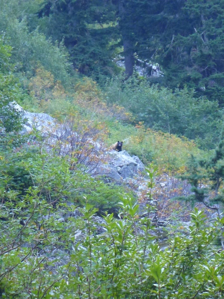Black bear, Mount Rainier National Park, WA