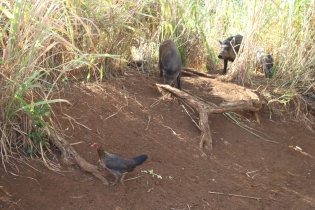 A chicken and two pigs at the top of Wailua Falls