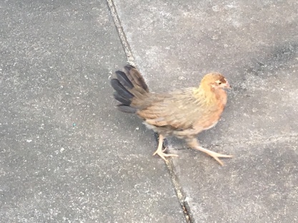 Kauai chicken