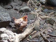 Uluwehi Falls chicken