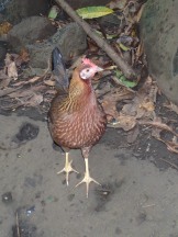 Uluwehi Falls chicken